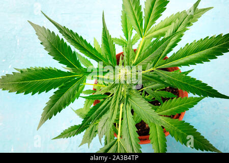 Fioritura di cannabis con tricomi, una inquadratura ravvicinata di una pianta in vaso, la coltivazione di marijuana a casa Foto Stock