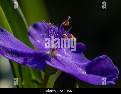 Virginia Spiderwort viola Foto Stock