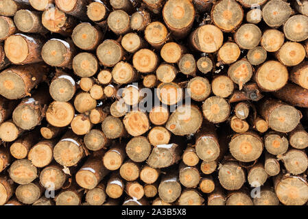 In prossimità di una pila di registri di pino Foto Stock