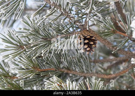 Close up di brina su alberi di pino e rami di cono Foto Stock