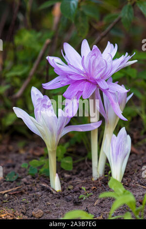 Il croco d'autunno o Colchicum autumnale fioriture dei fiori in un giardino Foto Stock