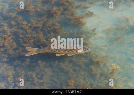 Carpa pesce nuotare in acqua Foto Stock