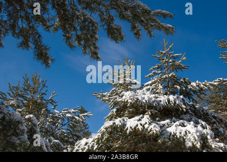 Coniferous trees covered in snow Foto Stock