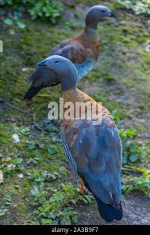 Ashy-headed Goose a Slimbridge Foto Stock