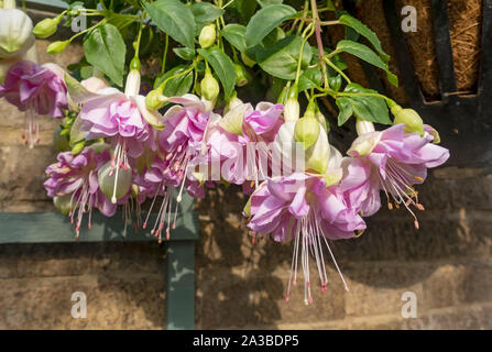 Primo piano di fioriture di fucsia in fiore rosa in un cesto appeso sulla parete in estate Inghilterra Regno Unito Regno Unito Gran Bretagna Gran Bretagna Foto Stock