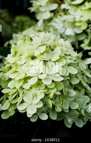 Hydrangea paniculata Limelight sul display e sulla vendita in un giardino centrale. Foto Stock