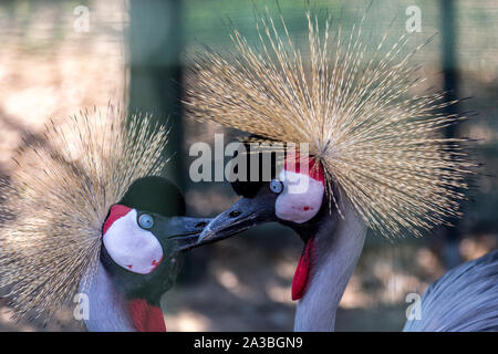 Crowned Crane è un uccello di grandi dimensioni dalla famiglia di queste gru è protagonista di una vita si insediarono in Occidente e Oriente Africa Foto Stock