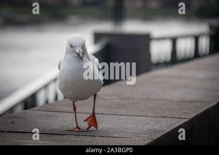 White Seagull bird camminando su un fiume Yarra, Melbourne, Victoria, Australia Foto Stock