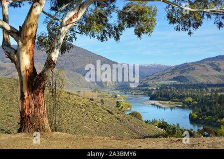 Vista della Gola di Kawarau da Bannockburn con gomma albero in primo piano di Central Otago, Nuova Zelanda Foto Stock