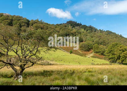 Guardando verso Castle Crag dalla Cumbria Way Walk in estate Borrowdale Lake District National Park Cumbria Inghilterra Regno Unito Gran Bretagna Foto Stock