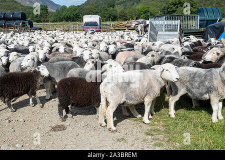 Gregge di pecore di Herdwick a penna in una fattoria in estate Borrowdale Lake District National Park Cumbria Inghilterra Regno Unito GB Gran Bretagna Foto Stock
