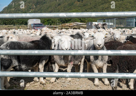 Gregge di pecore Herdwick dietro un cancello su una fattoria in estate Borrowdale Lake District National Park Cumbria Inghilterra Regno Unito GB Gran Bretagna Foto Stock