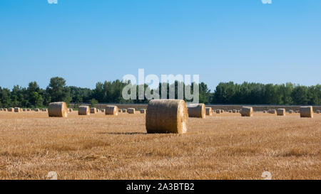 Pile di paglia - balle di fieno e laminati in pile a sinistra dopo la mietitura del grano orecchie, azienda agricola campo con colture raccolte rurale. Foto Stock