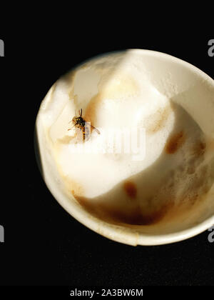 Wasp annegamento in un cappuccino, bloccato nella schiuma, ha bisogno di aiuto Foto Stock