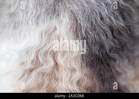 Texture di sfondo curly-pelose pelo di gatto, lana close up Foto Stock