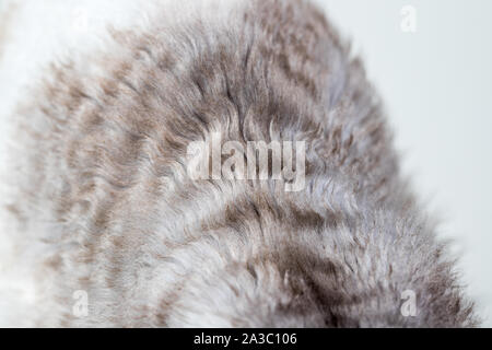 Texture di sfondo curly-pelose pelo di gatto, lana close up Foto Stock