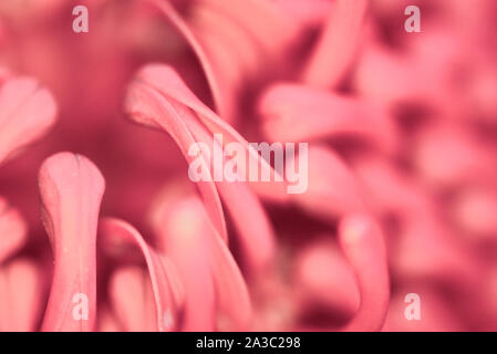 Grande rosso fiore Waratah close up dei nativi australiani fiore Foto Stock