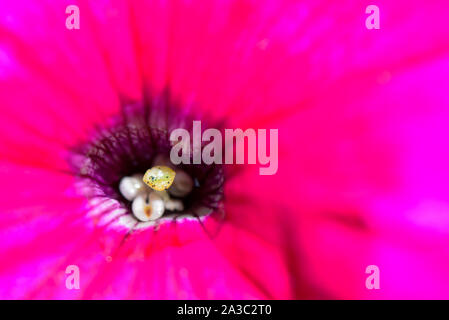 Rosa in fiore fiori di petunia in Sun Close up macro Foto Stock