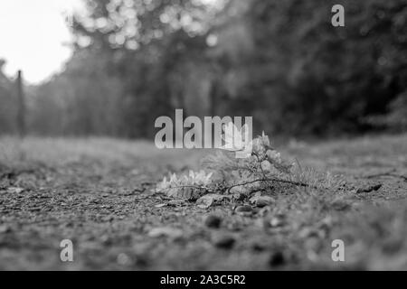 Un piccolo ramo di una quercia giace su di una lontana lane in bianco e nero Foto Stock