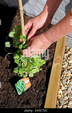 Giardiniere femmina piantare i piselli in giardino, Norfolk, Inghilterra Foto Stock