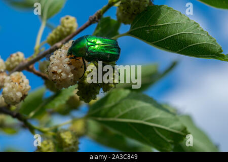 Un green rose (chafer Cetonia aurata) alimentazione su un gelso bianco frutta Foto Stock