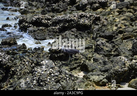 Il granchio ridotta sulla roccia Foto Stock