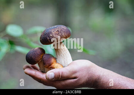 Il maschio di mano trattiene un fungo raccolto nella foresta. Freschi e saporiti funghi porcini. Concetto di cibo. Spazio per il testo. Foto Stock