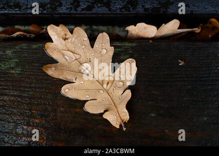 Gocce di pioggia sul secco caduto foglie di quercia su umido del materiale di legno. In autunno, illustrazione di caduta. Tempo piovoso. Foto Stock