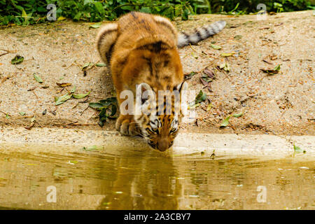 /Amur tigre siberiana Cub (Panthera Tigris Altaica) bere da una piscina di acqua Foto Stock