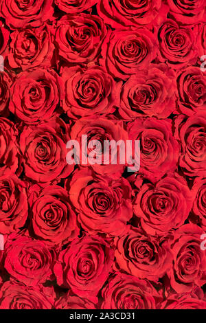Rose rosse Foto Stock