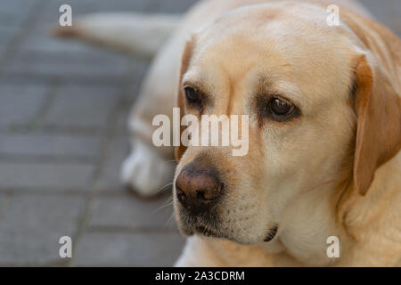 Una luce dai capelli labrodor cane con occhi tristi è annoiato e in attesa per il suo padrone nel cortile della casa in giardino Foto Stock