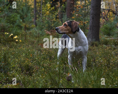 Giallo-nero cane da caccia guarda nella distanza nella foresta di autunno. Foto Stock