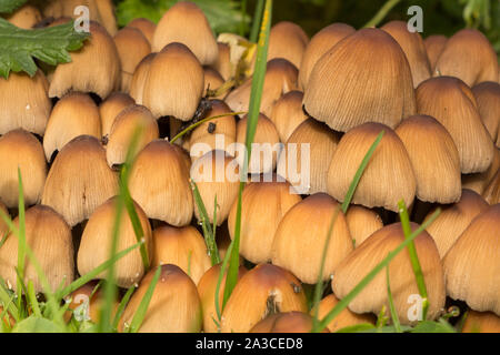 Luccicante inkcap funghi nel prato di un giardino durante l'autunno Foto Stock