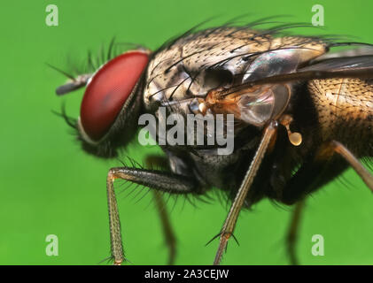 La fotografia macro di Housefly sulla foglia verde Foto Stock