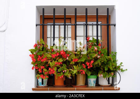 Display vedova nel villaggio bianco di Frigiliana, Nerja, Axarquia, Malaga, Spagna Foto Stock