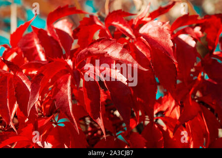 Close-up foglie rosse di girlish (selvaggio) uva o parthenocissus contro lo sfondo sfocato. Autunno sfondo. Messa a fuoco selettiva Foto Stock