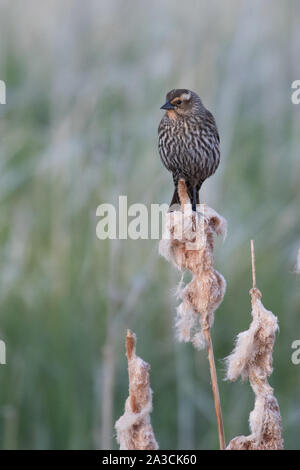 Una femmina rosso-winged blackbird saldi su un Tifa. Foto Stock