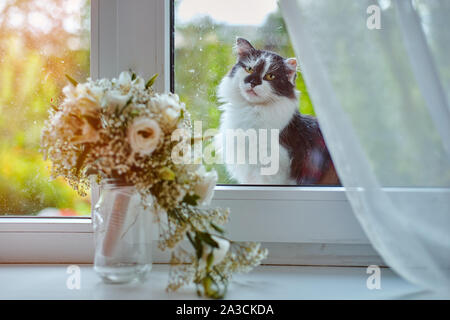 Un lonely street cat è saltato sul davanzale e tristemente guarda dentro la camera, in cui il vetro è la sposa il bouquet. Foto Stock