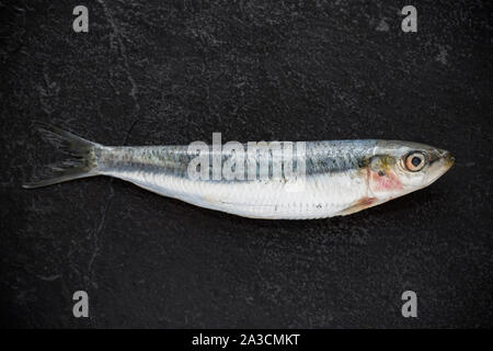 Un singolo grezzo, non cotti Cornish sardina, Sardina pilchardus, acquistato da un supermercato nel Regno Unito. Nel Regno Unito le sardine al di sopra di una certa dimensione sono noti come Foto Stock