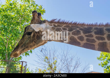 Giraffa presso lo zoo. Ritratto contro il cielo Foto Stock