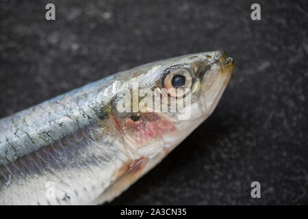 Un singolo grezzo, non cotti Cornish sardina, Sardina pilchardus, acquistato da un supermercato nel Regno Unito. Nel Regno Unito le sardine al di sopra di una certa dimensione sono noti come Foto Stock