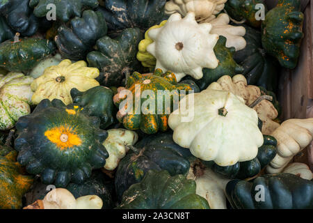 Diversi tipi di zucche fianco a fianco Foto Stock