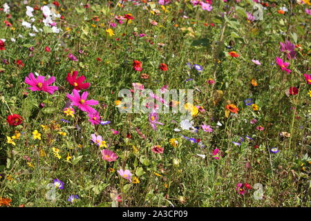 Giardino selvatico con mix di fiori. Prato di fiori, fiori di cosmo, api di orso, zinnie, bindweeds e altri fiori di api. Foto Stock