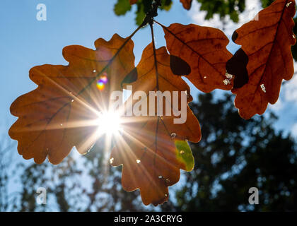 Potsdam, Germania. 07 ott 2019. Il sole splende attraverso le foglie autunnali di una quercia in un parco. Credito: Monika Skolimowska/dpa-Zentralbild/ZB/dpa/Alamy Live News Foto Stock