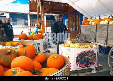 Zucche in esposizione presso la Krause Berry Farm & Estate Winery, Langley, B. C., Canada. Foto Stock