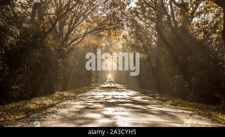 Strada rurale attraverso la foresta su foschia mattutina con i raggi solari o arpa di sole che splende attraverso fogliame Foto Stock