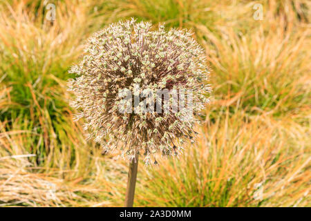 Appassiti allium fiore testa (Allium sativum) , piante monocotiledoni fioritura delle piante con erbe di estate in background Foto Stock