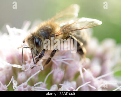 European miele delle api (Apis mellifera) sulla canapa-agrimony (Eupatorium cannabinum) fiore Foto Stock
