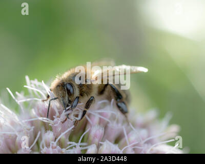 European miele delle api (Apis mellifera) sulla canapa-agrimony (Eupatorium cannabinum) fiore Foto Stock