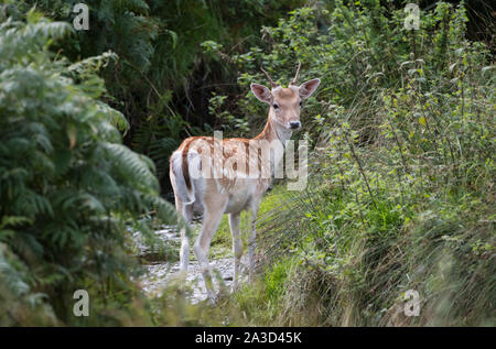 I capretti maschio Daino Foto Stock